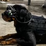 The US Army Is Putting AR Goggles On Military Dogs For Proper Guiding