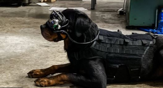 The US Army Is Putting AR Goggles On Military Dogs For Proper Guiding