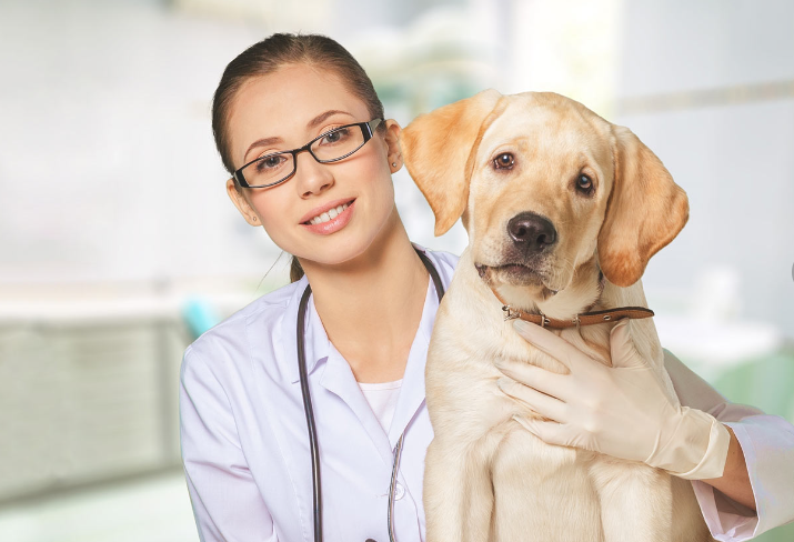 Veterinary Jobs in Canada Foreigners Can Apply For