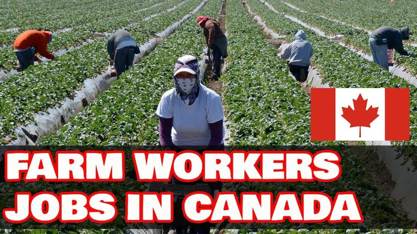 Farm Worker Jobs in Canada With Visa Sponsorship for 2023