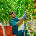 Fruit Picker Jobs in Canada With Visa sponsorship for 2023