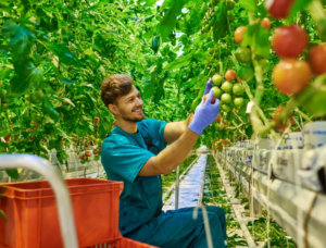 Fruit Picker Jobs in Canada With Visa sponsorship for 2023